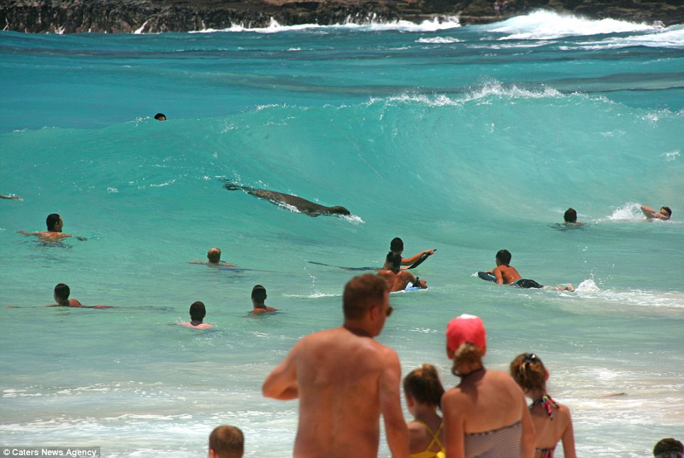夏威夷欧胡岛的桑迪海滩僧海豹混进冲浪人群