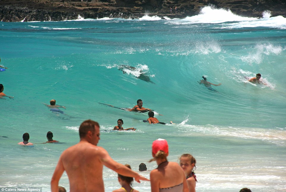 夏威夷欧胡岛的桑迪海滩僧海豹混进冲浪人群