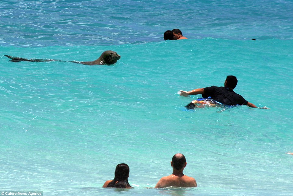 夏威夷欧胡岛的桑迪海滩僧海豹混进冲浪人群