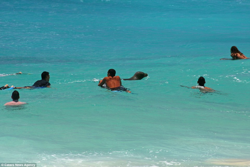 夏威夷欧胡岛的桑迪海滩僧海豹混进冲浪人群
