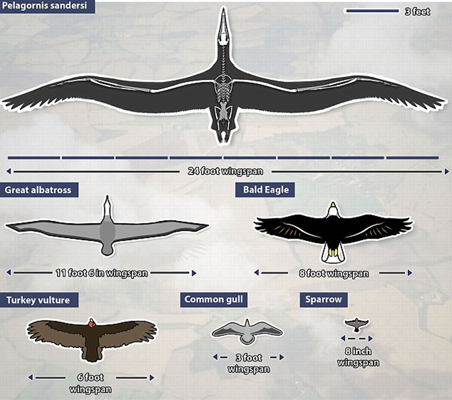 桑氏伪齿鸟(Pelagornis sandersi)和其它鸟类体型对比
