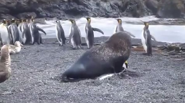 ���������Լ�������ѹס��졣