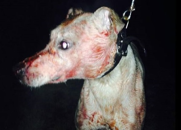 ������¶��������Ĺ�ֻ��Ū�û���Ѫ���߰ߡ�