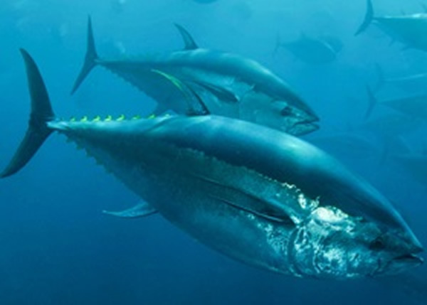 太平洋蓝鳍吞拿鱼(图)被IUCN列为新的濒危物种之一。