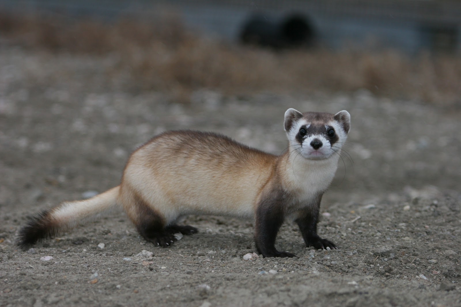 黑脚貂(Mustela nigripes)