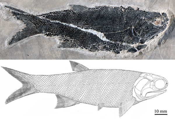 尼尔森翼鳕(Pteronisculus nielseni)正型标本(IVPP V20000)和复原图(徐光辉供图)