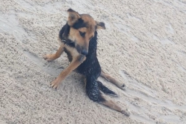 小狗瘫痪在沙滩爬行 好心女子募款带它去加拿大重生