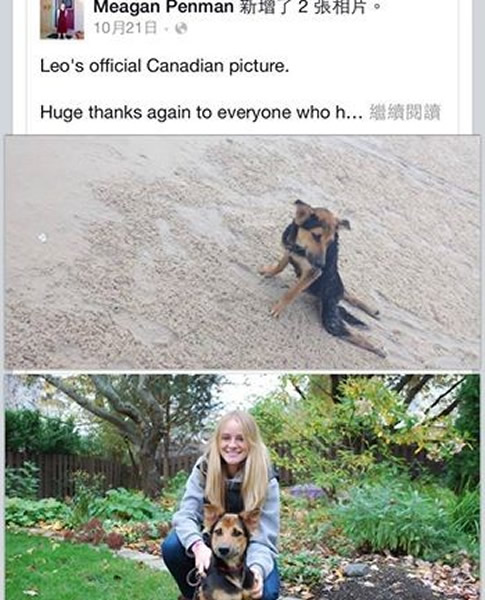 小狗瘫痪在沙滩爬行 好心女子募款带它去加拿大重生