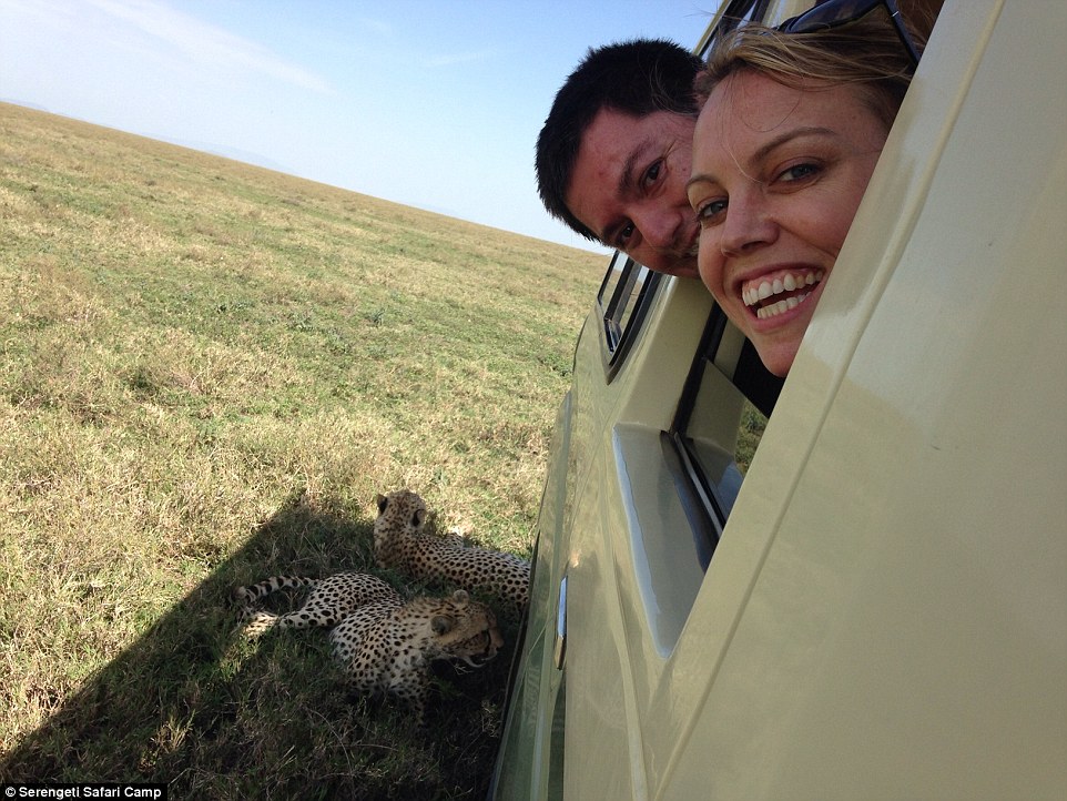 忘记关天窗 非洲猎豹趴车顶