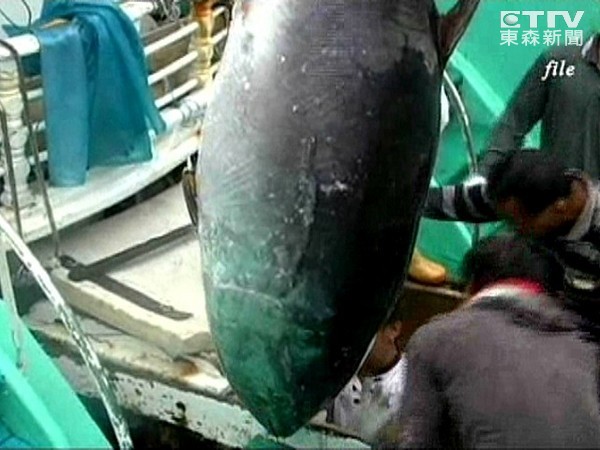 国际自然保护联盟(IUCN)最新报告:太平洋黑鲔鱼正面临绝种危机