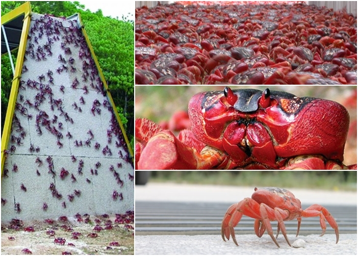 圣诞岛近日出现每年一度的“红潮”。