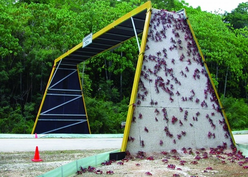 当局特地为红蟹开设了桥梁。