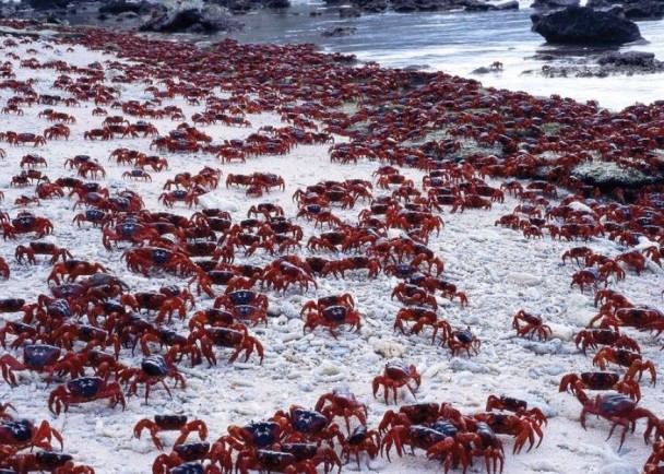 红螃蟹在该岛随处“横行”,几乎淹没了整个岛,景像壮观。