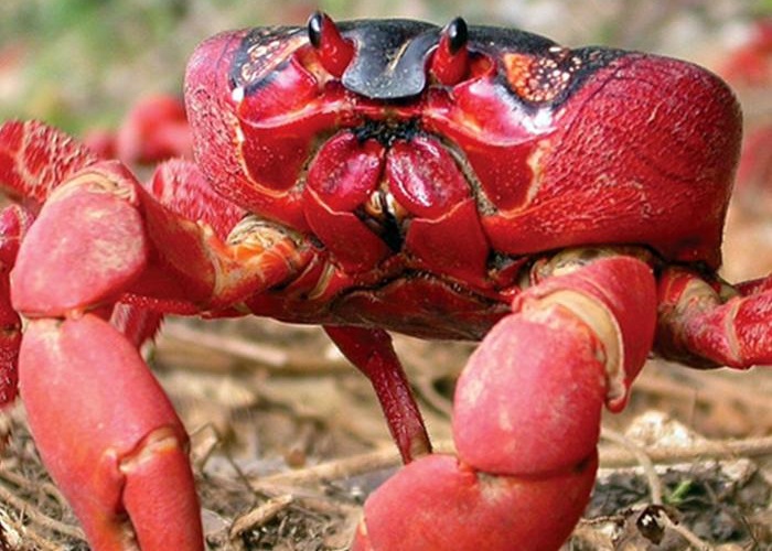 大批游客专程到访圣诞岛,观赏红螃蟹集体迁徙。