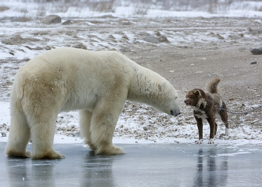 守卫犬见北极熊走近,毫无惧色。
