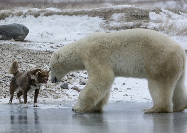 守卫犬摆出一副“战斗格”。
