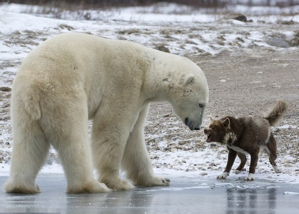 守卫犬无惧巨熊当前,厉声咆哮。