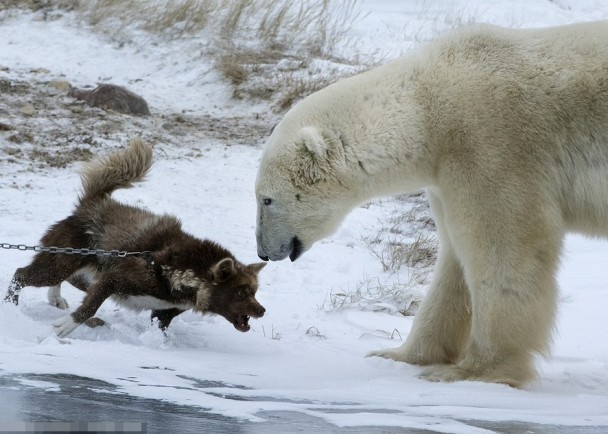 守卫犬虽被链子锁着,仍挺身扑向北极熊,张牙舞爪。