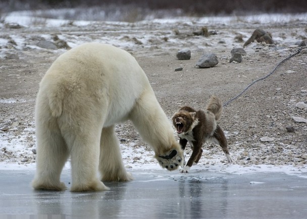 北极熊似欲进攻,守卫犬表现更加勇武。