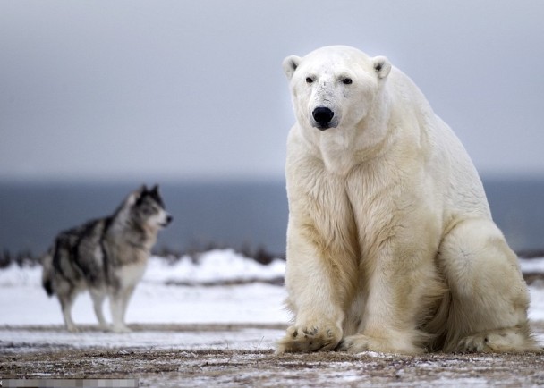 北极熊最后退却,守卫犬以战胜者姿态在旁观望。