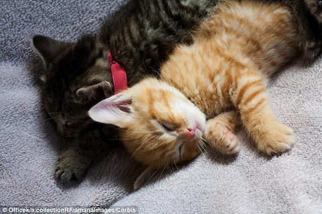 猫会使用自己不同部位的腺体与熟悉的事物摩擦,起到标注自己领地和“所有权”的作用。