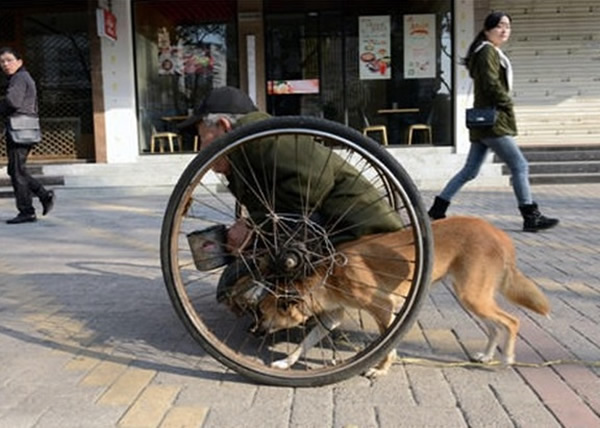 忠犬小黄每日用头顶着坐在轴轮上付大爷行乞。