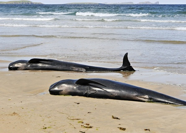 ����С�캽�����ڰ�����˹��һ����̲��ͼΪͬ���С�캽��Ʒ�֡�