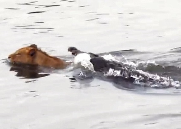 鳄鱼张开血盆大口扑向狮子,将狮子拖入水中。