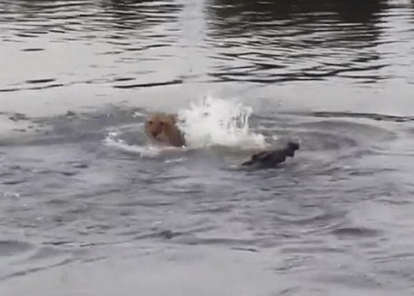 狮子从水中冒出,欲逃离水面。