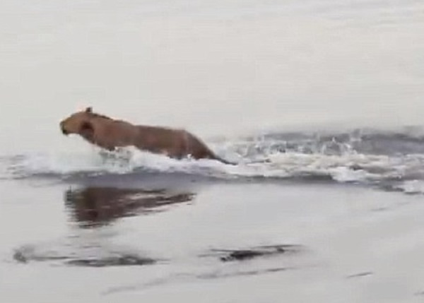 狮子拔腿奔出水面,安全逃离。