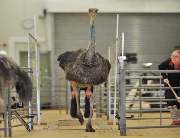 让跑步机器人运转更良好 在鸟类身上找到灵感