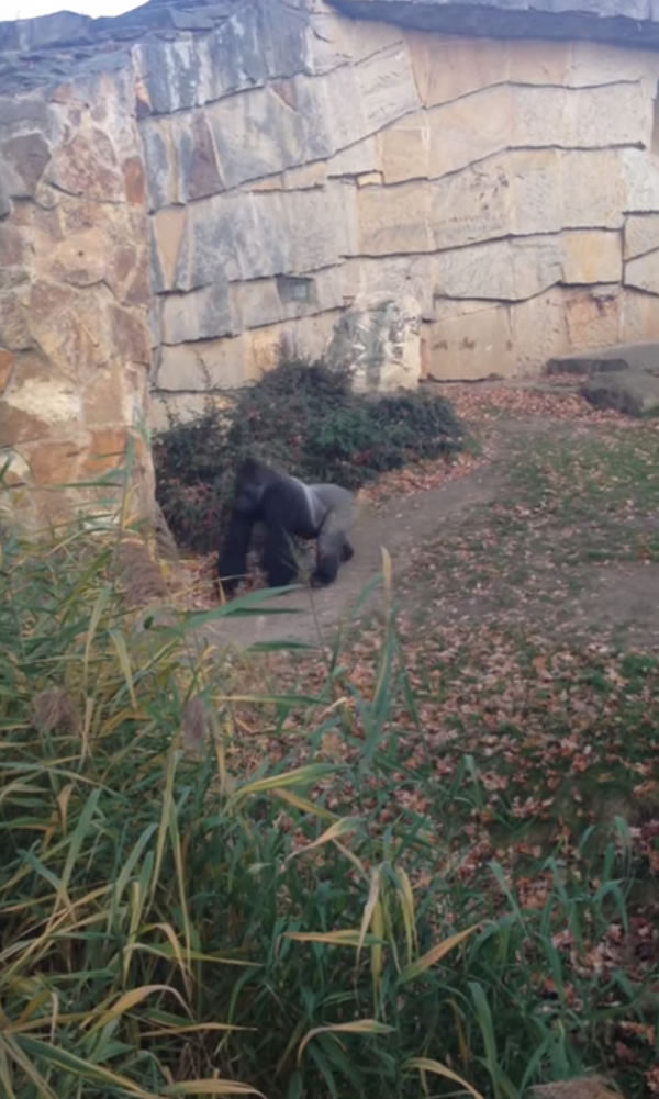 �¹����ֶ���԰�����ɶ�Χ���ⶪʯͷ�Ż��ι�����