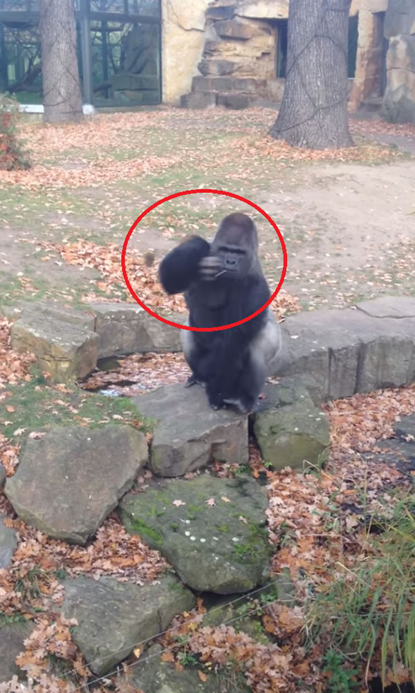 �¹����ֶ���԰�����ɶ�Χ���ⶪʯͷ�Ż��ι�����