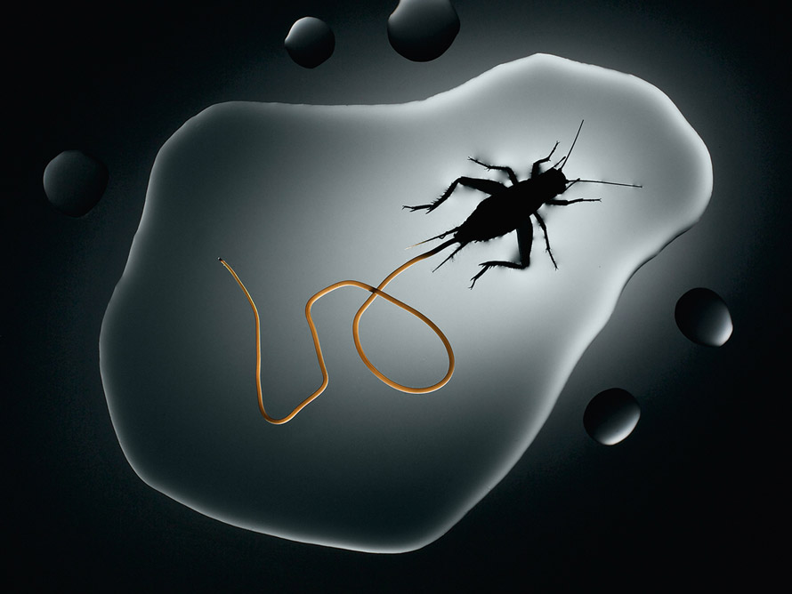 铁线虫Paragordius varius蟋蟀Acheta domesticus