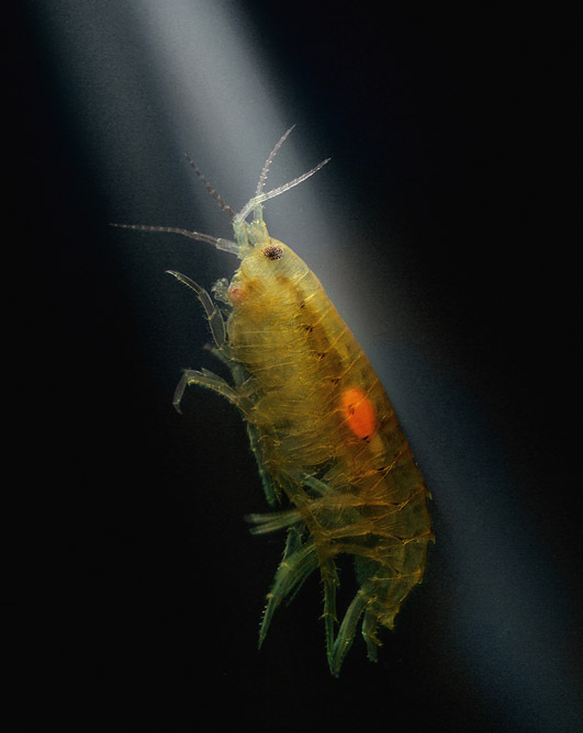 棘头虫Pseudocorynosoma constrictum端足虫Hyalella azteca