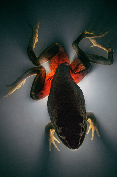 寄生扁虫Ribeiroia ondatrae美洲牛蛙Lithobates catesbeianus