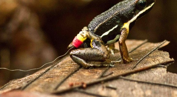 ޹ɼAllobates femoralis