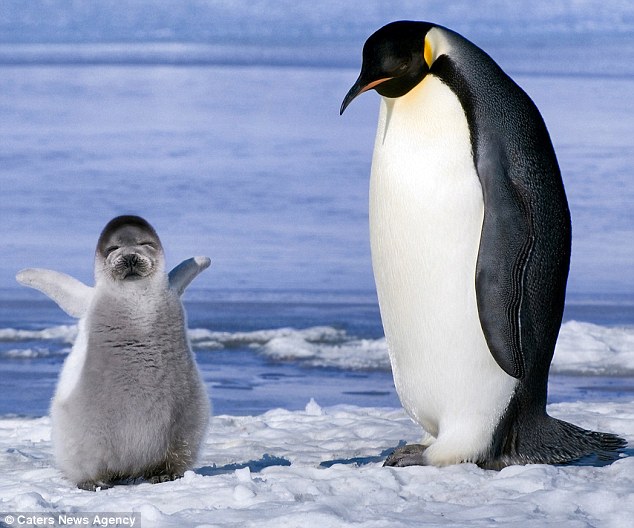 ҽͺƬϳɡ족penguin-seal