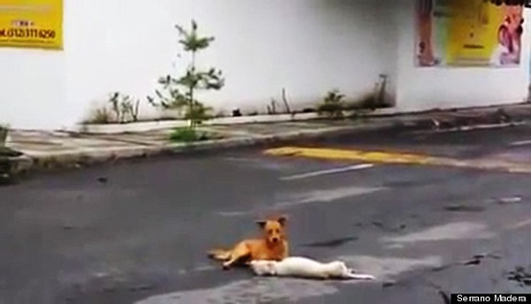 墨西哥街头白狗被撞死,伙伴不离不弃守护遗体。