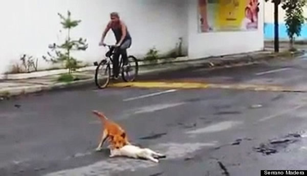 墨西哥街头白狗被撞死,伙伴不离不弃守护遗体。