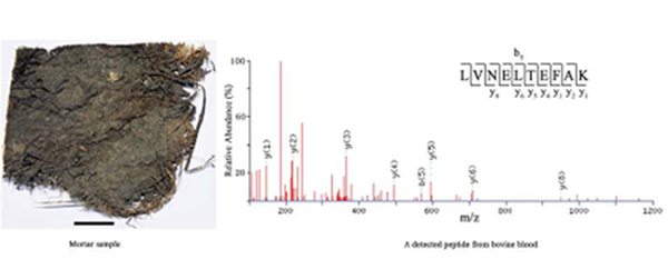 古代地杖层及检测到的肽段