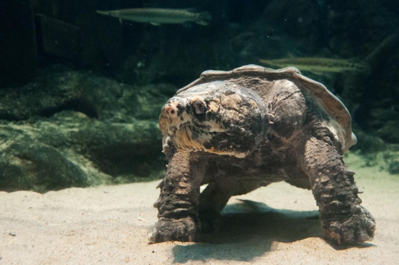 乌龟是如何与自身物种、与其它爬行动物甚至恐龙相联系的细节一直备受争论