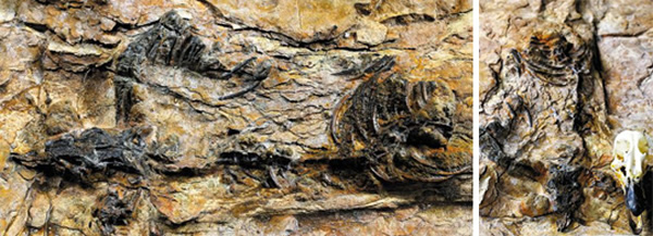 ϵӶֵĺһʳǻʯͼΪ˴ηֵĿͳྱѼͷǹǵĶԱƬƬĻŲоṩ