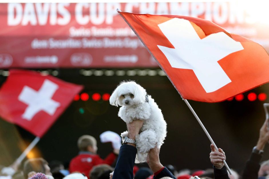 3%瑞士人会吃猫狗 动保团体请愿立法阻止