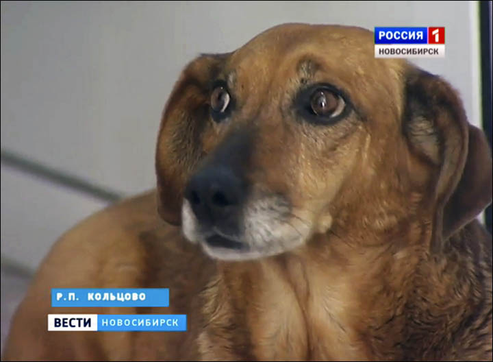 俄罗斯版忠犬“八公”每天都会到医院等待病逝的主人