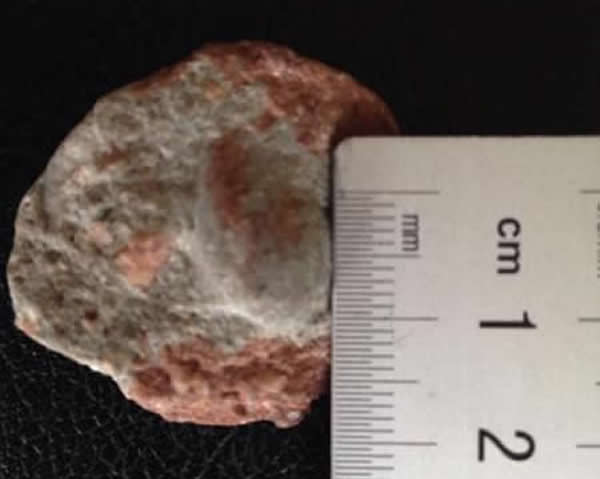 河源新发现的袖珍蛋类化石被送到中科院进行扫描