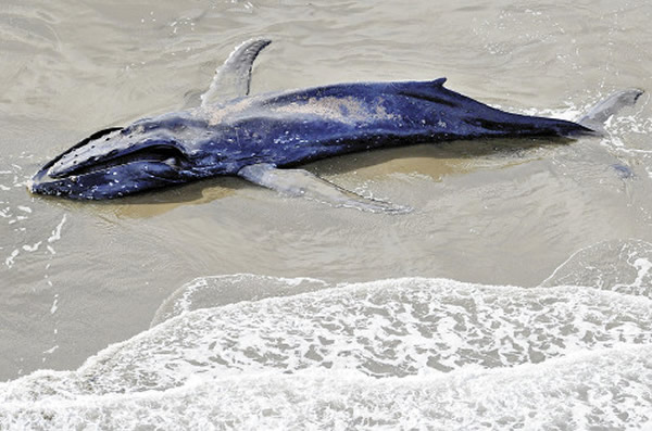 峤Լ12׵ͷʬձĳ¹½ˮԡ