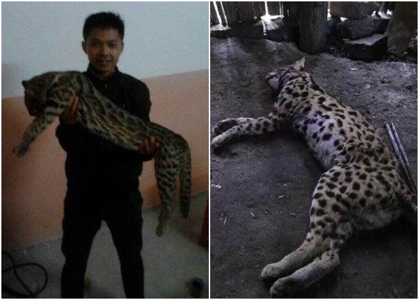 通报指照片中黄某(左图)所抱的是一只家猫而非豹猫。