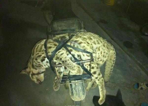 黄某把猫宰杀后,将它绑在机车。