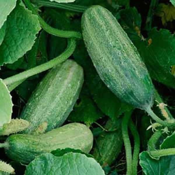 黄瓜变甜的基因之路